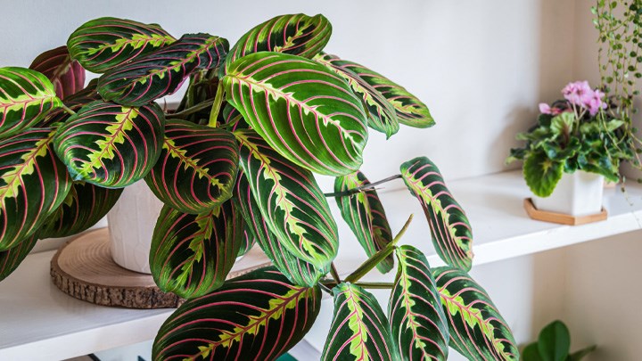 مارانتا لوکونورا از گیاهان آپارتمانی دوستدار رطوبت