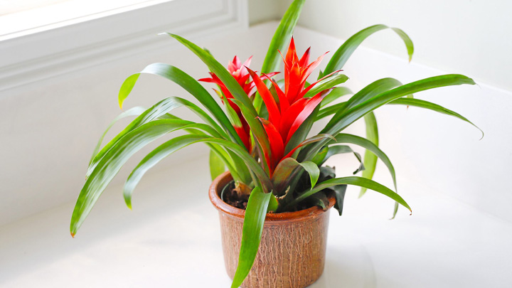 بروملیا از گیاهان آپارتمانی دوستدار رطوبت
