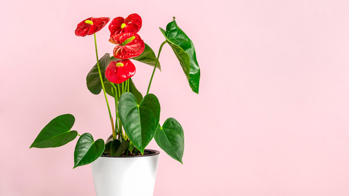 آنتوریوم از گیاهان آپارتمانی دوستدار رطوبت