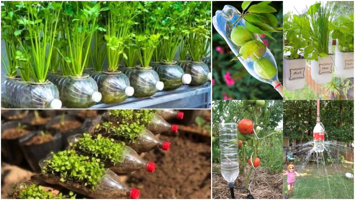کاربرد بطری پلاستیکی در باغچه و کشاورزی خانگی کاربرد بطری پلاستیکی در باغچه و کشاورزی خانگی