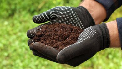 معرفی 25 نوع کود خانگی و طبیعی برای گیاهان اپارتمانی