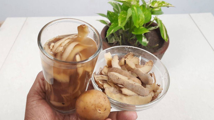 استفاده از پوست سیب زمینی به عنوان یک کود طبیعی برای گیاهان اپارتمانی استفاده از پوست سیب زمینی به عنوان یک کود طبیعی برای گیاهان اپارتمانی
