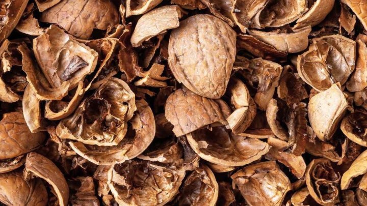 استفاده از پوست گردو خشک شده به عنوان یک کود طبیعی برای گیاهان اپارتمانی استفاده از پوست گردو خشک شده به عنوان یک کود طبیعی برای گیاهان اپارتمانی