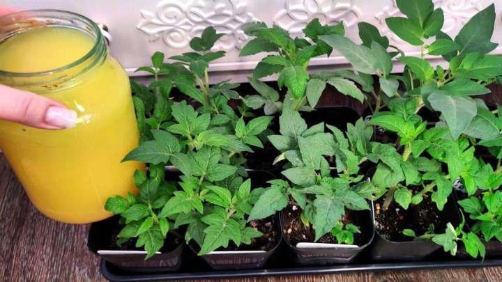 استفاده از پوست پرتقال یا لیمو خشک شده به عنوان یک کود طبیعی برای گیاهان اپارتمانی استفاده از پوست پرتقال یا لیمو خشک شده به عنوان یک کود طبیعی برای گیاهان اپارتمانی