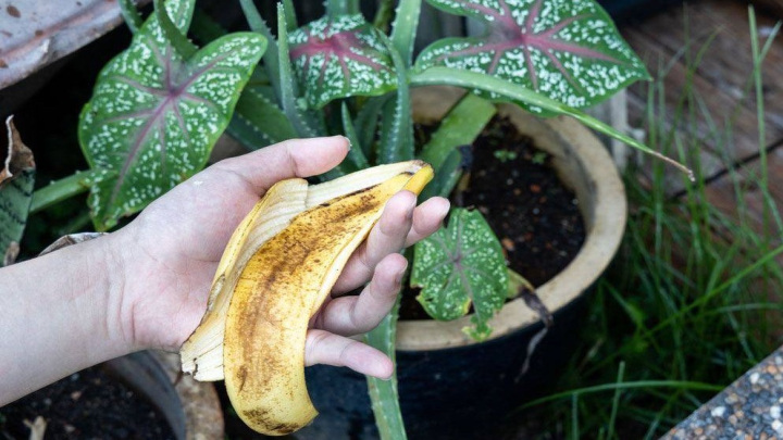 استفاده از پوست موز به عنوان یک کود طبیعی برای گیاهان اپارتمانی استفاده از پوست موز به عنوان یک کود طبیعی برای گیاهان اپارتمانی