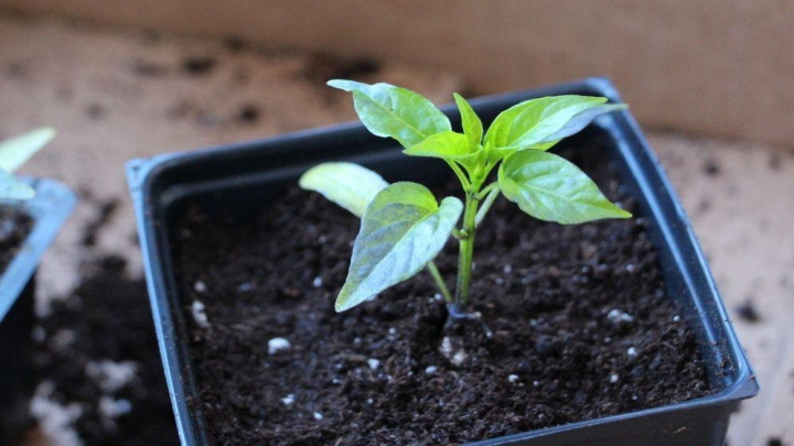 کاشت جوانه فلفل شیرین کاشت جوانه فلفل شیرین