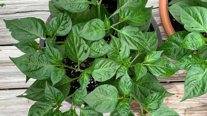 کاشت فلفل با کمک نشاء کاشت فلفل با کمک نشاء