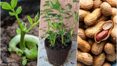 کاشت بادام زمینی در گلدان