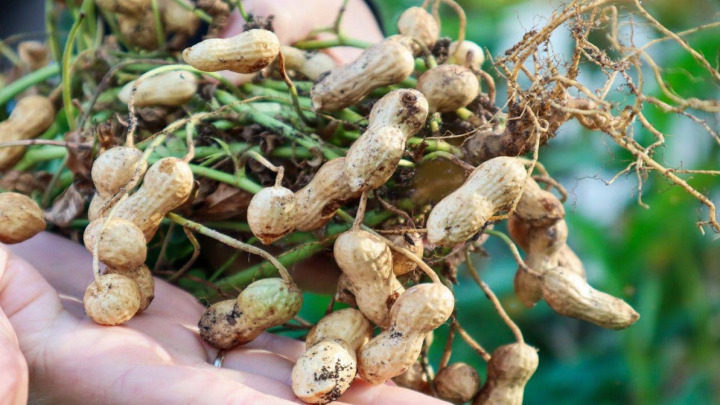 محافظت از گیاه بادام زمینی در برابر سرما