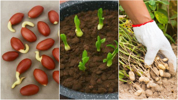 کاشت بادام زمینی به روش نشا