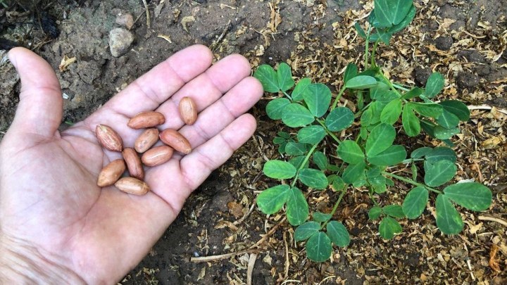 کاشت گیاه بادام زمینی