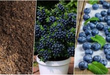 روش کاشت بلوبری در گلدان+ روش نگهداری