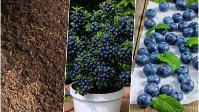 روش کاشت بلوبری در گلدان+ روش نگهداری