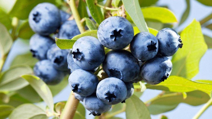 روش صحیح مراقبت از بلوبری کاشته شده در گلدان روش صحیح مراقبت از بلوبری کاشته شده در گلدان