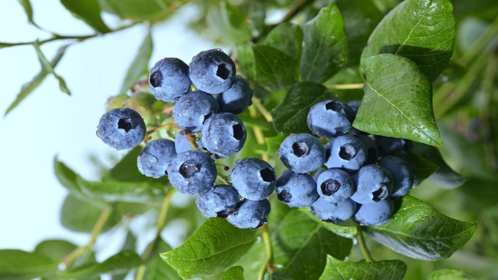 بهترین زمان کاشت بلوبری در گلدان بهترین زمان کاشت بلوبری در گلدان