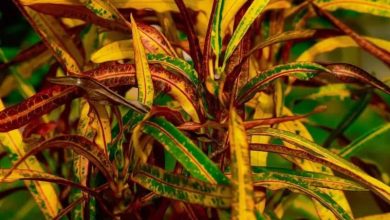 راهنمای نگهداری گیاه کروتون رشته‌ای