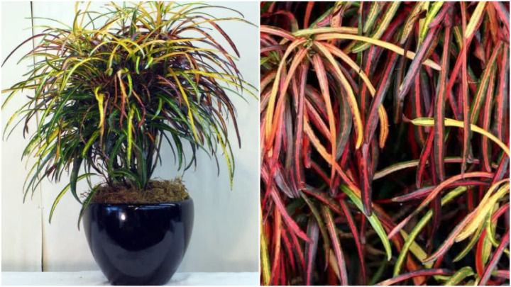 آبیاری اصولی گیاه کورتون آبیاری اصولی گیاه کورتون