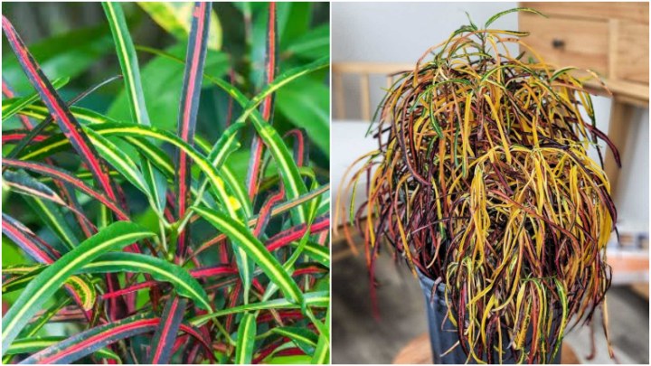 مشکلات و بیماریهای کروتون رشتهای مشکلات و بیماریهای کروتون رشتهای