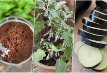 آموزش کاشت بادمجان در گلدان + روش نگهداری