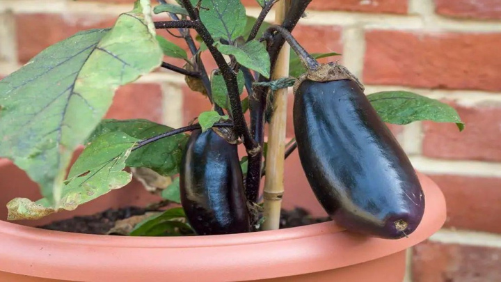 روش کاشت بادمجان در گلدان (با استفاده از خود بادمجان) روش کاشت بادمجان در گلدان (با استفاده از خود بادمجان)