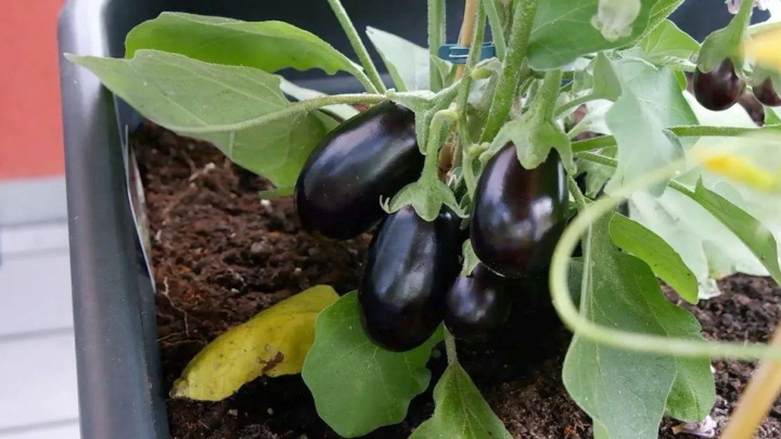 روش نگهداری از بادمجان کاشته شده در گلدان روش نگهداری از بادمجان کاشته شده در گلدان