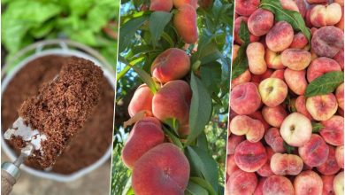 کاشت هلو انجیری در گلدان + زمان کاشت و روش نگهداری