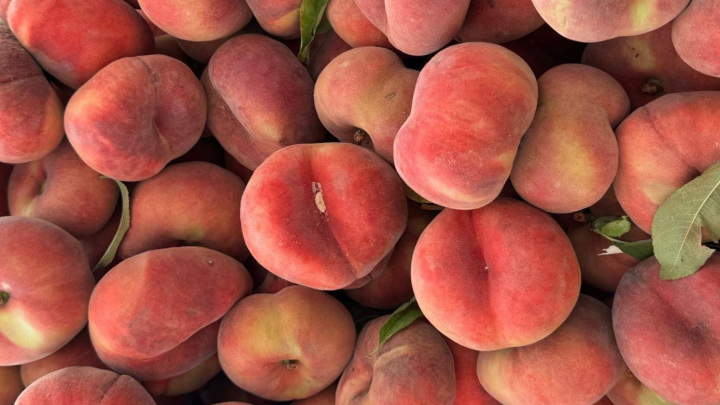 روش کاشت هلو انجیری در گلدان روش کاشت هلو انجیری در گلدان