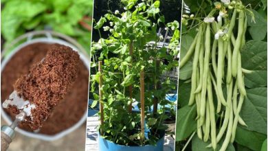 آموزش کاشت لوبیا سبز در گلدان و باغچه