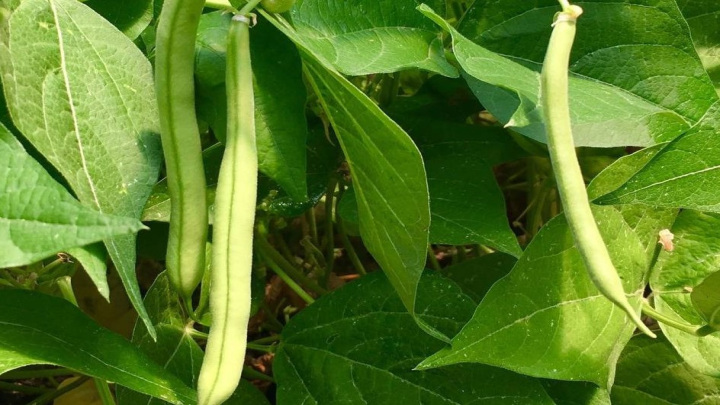 کاشت بذر لوبیا سبز در گلدان کاشت بذر لوبیا سبز در گلدان