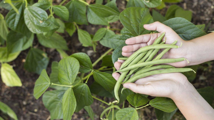 رشد گیاه لوبیا سبز رشد گیاه لوبیا سبز