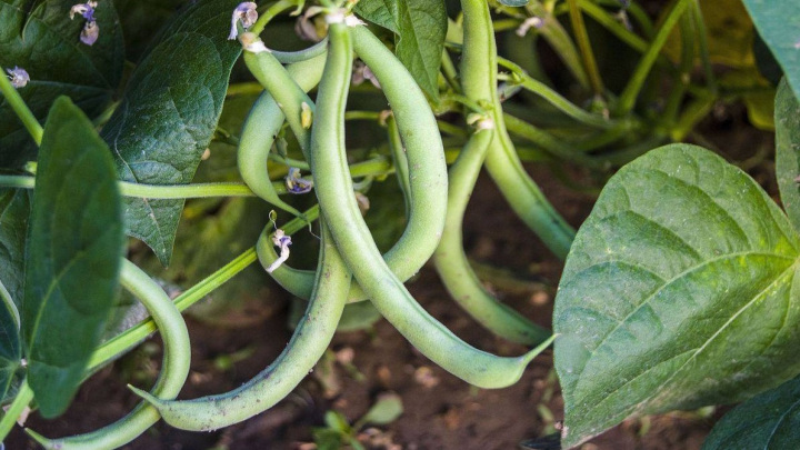 برداشت گیاه لوبیا سبز برداشت گیاه لوبیا سبز