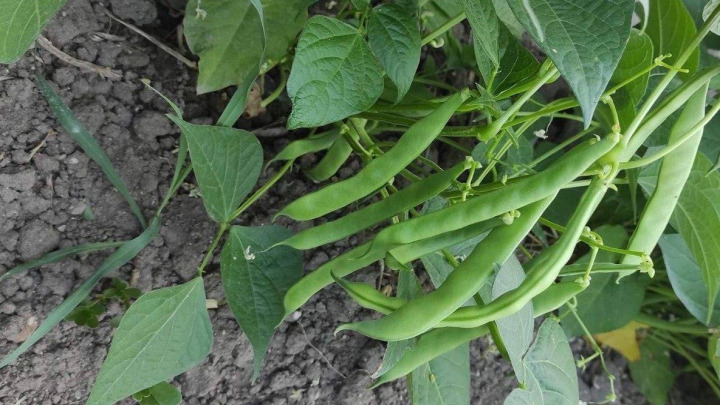 کاشت لوبیا سبز کاشت لوبیا سبز