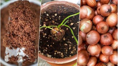 آموزش کاشت پیاز در گلدان