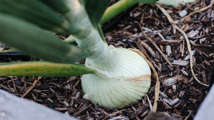 کاشت پیاز در گلدان کاشت پیاز در گلدان