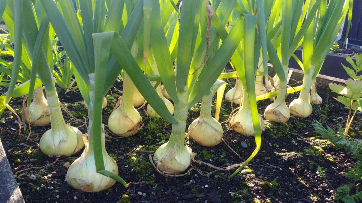 مراقبت از جوانهی پیاز مراقبت از جوانهی پیاز