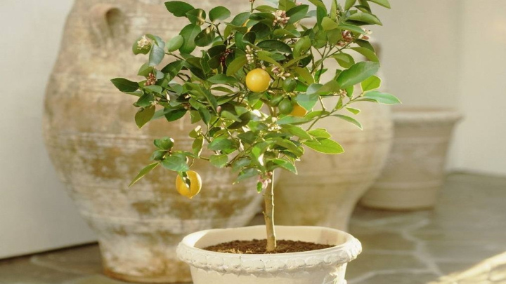 کاشت نهال لیمو ترش