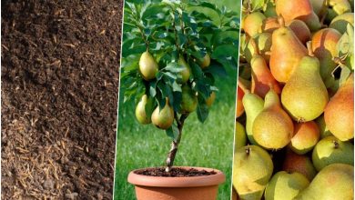 آموزش کاشت گلابی در گلدان