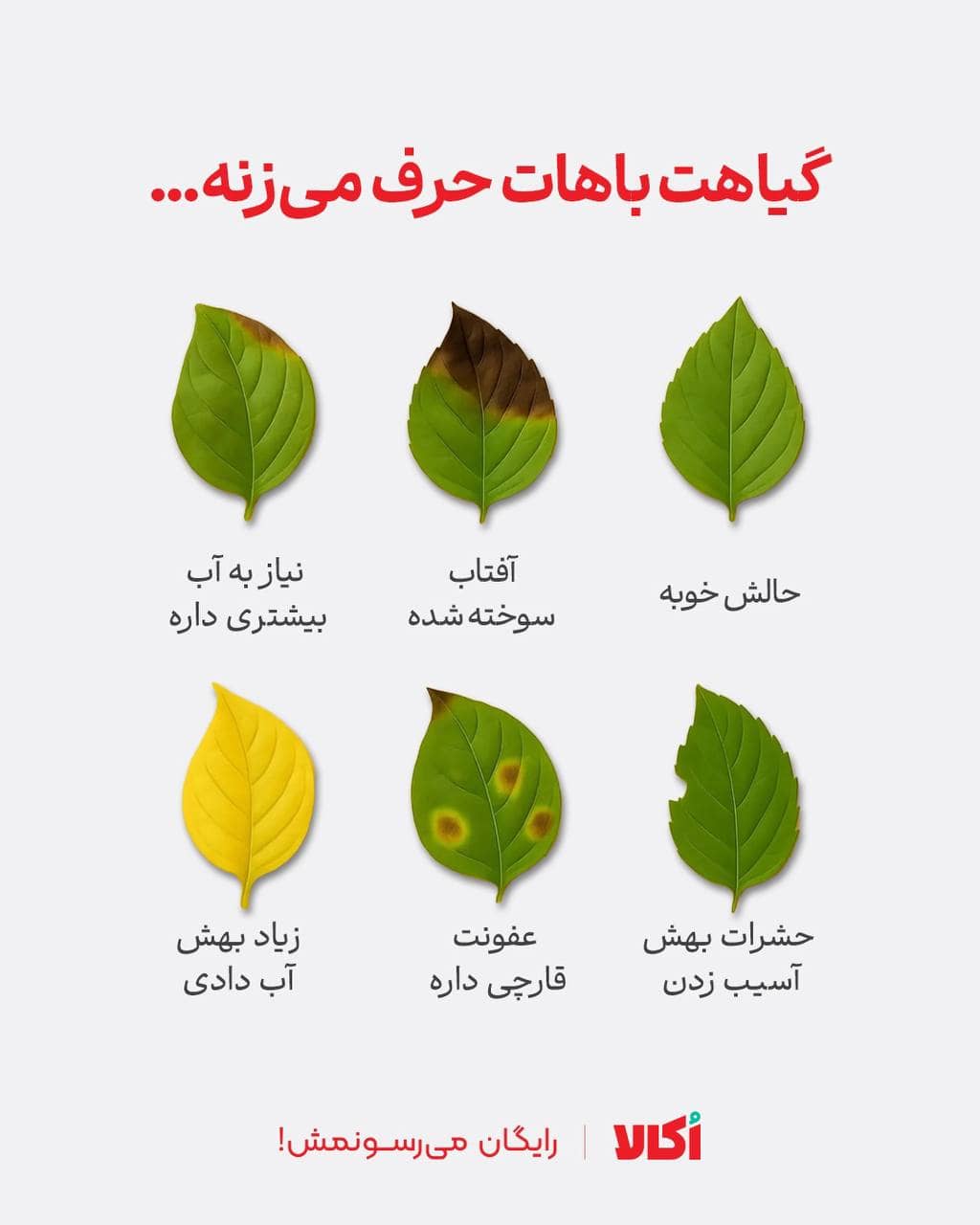 شناسایی مشکل گیاه از روی برگ آن