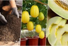 آموزش کاشت خربزه در گلدان+ روش نگهداری