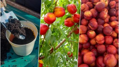 آموزش کاشت هسته شلیل در گلدان+ روش نگهداری