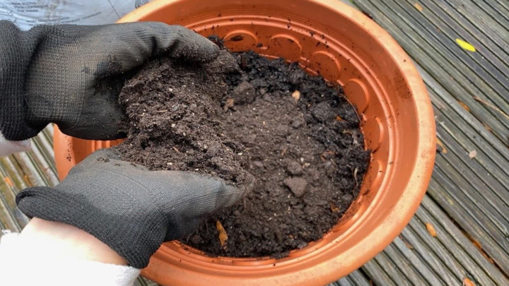 راهنمای کاشت هسته شلیل در گلدان