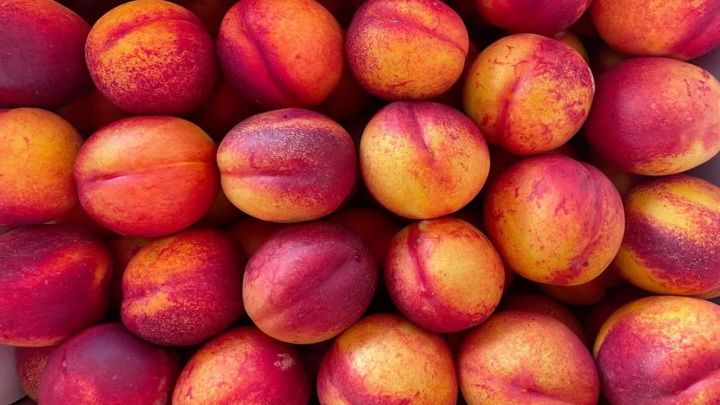 روش نگهداری از هسته شلیل کاشته شده در گلدان