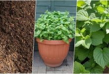 روش کاشت بادرنجبویه در گلدان + روش نگهداری و موارد استفاده