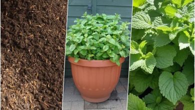 روش کاشت بادرنجبویه در گلدان + روش نگهداری و موارد استفاده