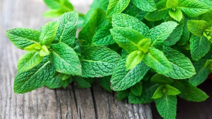 راهنمای کاشت بادرنجبویه در گلدان