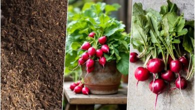 آموزش کاشت تربچه در گلدان + روش نگهداری