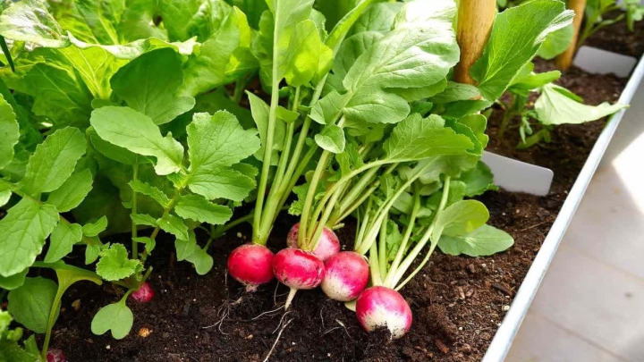 راهنمای کاشت تربچه در گلدان راهنمای کاشت تربچه در گلدان