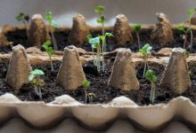 روش کاشت گوجه‌فرنگی در شانه تخم‌مرغ با 1 عدد گوجه + نگهداری