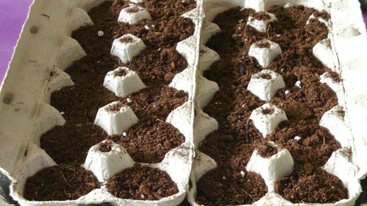 راهنمای کاشت گوجه فرنگی در شانه تخم مرغ راهنمای کاشت گوجه فرنگی در شانه تخم مرغ