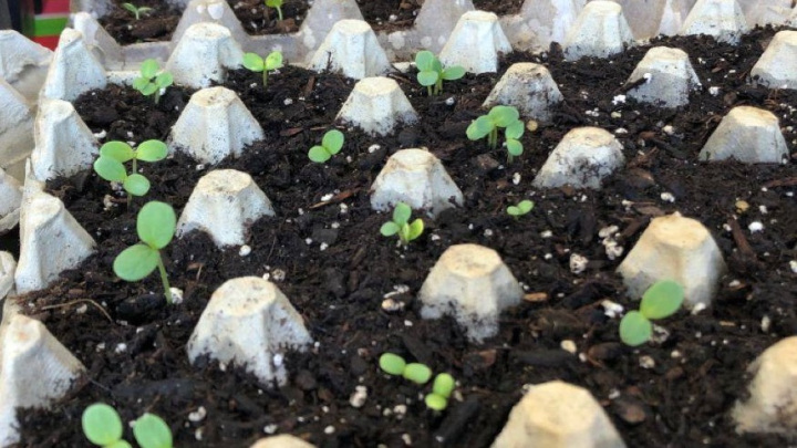 آموزش کاشت گوجه فرنگی در شانه تخم مرغ با 1 عدد گوجه + نگهداری آموزش کاشت گوجه فرنگی در شانه تخم مرغ با 1 عدد گوجه